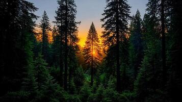 Majestic Sunset in Evergreen Forest Tall Coniferous Trees Silhouetted Against Vibrant Sky photo