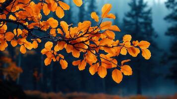 Vibrant Orange Autumn Leaves Branch against Dark Forest Background photo