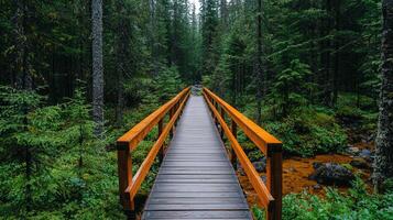 Serene Wooden Bridge Pathway in Lush Evergreen Forest Nature Trail photo