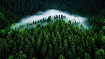 Majestic Fog Enveloping Lush Evergreen Forest Aerial View of Coniferous Trees photo