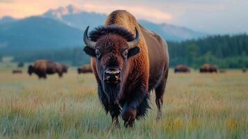 Majestic American Bison Bull in a Serene Mountain Meadow at Sunset photo