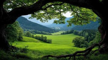 Serene Green Valley Landscape Viewed Through Majestic Tree Branches photo