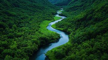 Serpentine River Winding Through Lush Green Forest Landscape photo