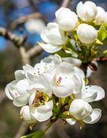 white apple blossoms with visible details photo