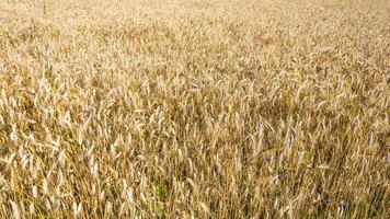 ears of ripe barley. background photo