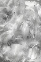 white duck feathers. background or texture photo