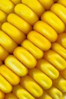 yellow corn kernels with visible details. background or texture photo