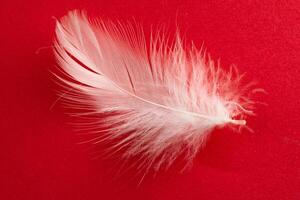 white duck feather on a red background photo