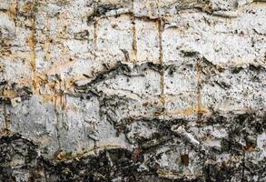 white birch bark with visible details. background photo