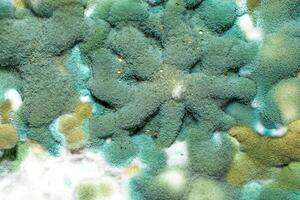 blue and white mold with an interesting pattern photo