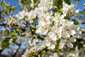 white apple blossoms with visible details against the blue sky background photo