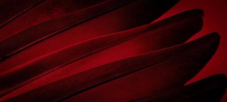 red feather pigeon macro photo. texture or background photo