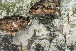 birch bark with visible details. background or textura photo