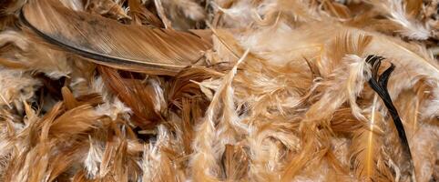 brown hen feathers with visible details. background photo