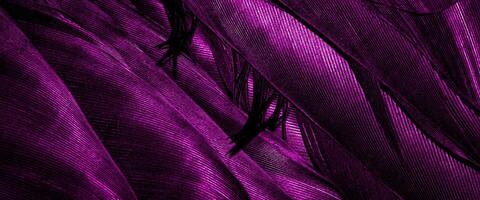 purple bird feathers with visible texture. background photo
