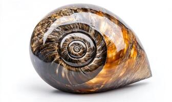 a large shell with a spiral pattern on it photo