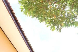 a tree with leaves photo