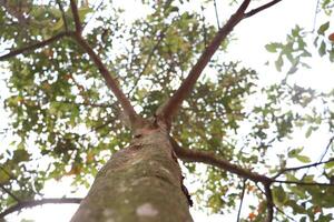 a tree with leaves and a bird on top photo