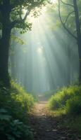 A path through the woods with sunlight shining through the trees photo