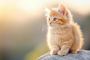 Fluffy ginger kitten enjoying a warm autumn afternoon on a textured gray stone surface in soft lighting photo