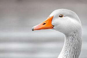 Elegant goose with soft gray feathers and bright orange beak in serene pose by tranquil waters photo