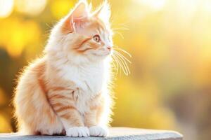 Fluffy ginger kitten enjoying the warmth of autumn light on a textured stone surface with a cozy atmosphere photo