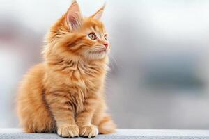 Fluffy ginger kitten enjoys warm autumn light on textured stone surface, creating a cozy atmosphere photo