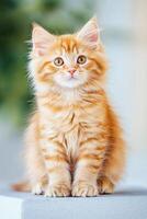 Fluffy ginger kitten sits playfully on a textured stone surface in warm autumn light photo