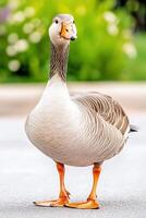 Graceful goose with soft gray feathers and orange beak stands elegantly in natural setting surrounded by greenery photo