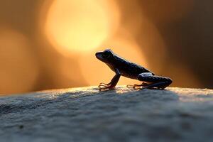 Silhouette of a Frog at Sunset Nature Photography for Wildlife Enthusiasts photo
