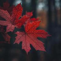 Vibrant red maple leaves covered in raindrops stand out against a dark forest backdrop. The intricate details of the leaf veins and water droplets enhance the depth and texture of the composition photo