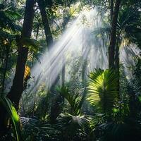 Sunbeams filter through the dense canopy of a tropical rainforest, creating a play of light and shadow. Tall trees and exotic greenery fill the space with life and energy photo