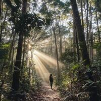 A woman with a backpack walks along a forest trail. She moves through the dense trees, following the winding path ahead. Sunlight filters through the leaves, creating a peaceful atmosphere photo