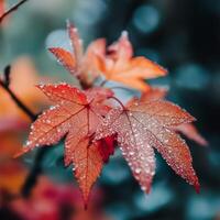 Red maple leaves covered in water droplets after rain. Rich autumn tones contrast with a dark, blurred forest background. Vivid leaf veins and raindrops add texture and depth to the composition photo
