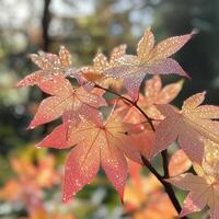Red maple leaves covered in raindrops, with a dark blurred forest background. The vibrant leaf veins stand out, emphasizing the intricate texture and moisture. A sign of autumns transition photo
