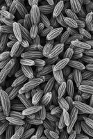A microscopic visualization of wild rice grains showing their cellular structure and details under a scanning electron microscope effect photo