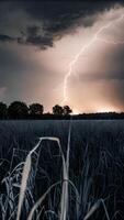 Lightning strike over a field of tall grass, dark trees in the background, dramatic sky with dark clouds, warm light from the setting sun photo