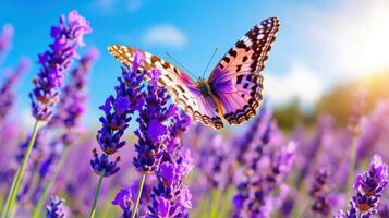 Butterfly flutters above vibrant lavender field under a sunny sky in late afternoon photo