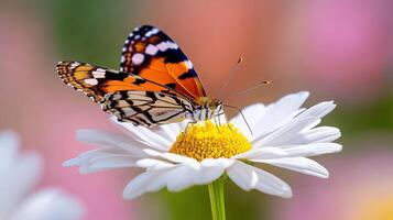 Colorful butterfly gently landing on a white daisy flower in a vibrant garden during a sunny afternoon photo