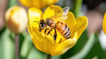 Close-up of a bee collecting nectar from a bright yellow tulip in a vibrant spring garden photo