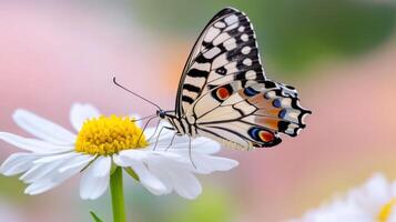 Close-up view of a butterfly gently landing on a delicate flower in a vibrant garden setting during the early morning hours photo