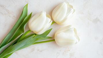 Beautifully arranged white tulips in a perfect line on a soft surface, showcasing elegance and simplicity photo
