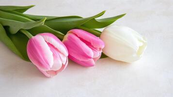 Vibrant tulips arranged perfectly in a line showcasing nature's beauty and elegance in a serene setting photo