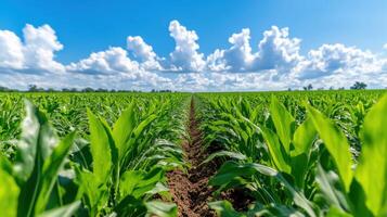 Cover crops improve soil health in a diverse agricultural field under a bright blue sky photo