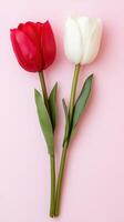 Pair of vibrant red and white tulips arranged in a straight line on a soft pink background for a fresh look photo