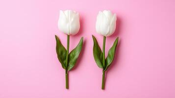 Pair of white tulips arranged in a straight line on a vibrant pink background for a fresh and elegant look photo