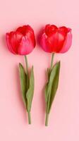 Two vibrant tulips arranged in a straight line against a soft pink background for a fresh spring look photo