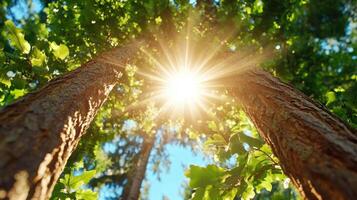 Rays of sunlight filter through the serene forest, highlighting lush greenery and tall trees on a peaceful day photo