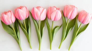 Delicate pink tulips arranged in a straight line on a soft neutral background photo