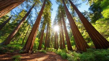 Sunlight filters through towering redwood trees in a tranquil forest setting during a clear day photo